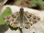 Tufted marbled Skipper-butterfly- male - Malaga, Spain © P Browning