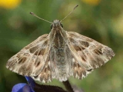 Tufted marbled Skipper-butterfly-Carcharodos-flocciferus-male - Spain