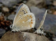 Turquoise Blue butterfly-Plebicula-dorylas-Spain 1-7-09 © P Browning