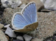 Turquoise Blue butterfly-Plebicula-dorylas-Spain 29-6-09 © P Browning
