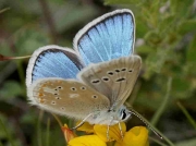 Turquoise Blue butterfly-Plebicula-dorylas-Spain 29-6-09 © P Browning