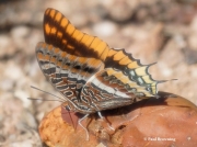 Two-tailed-Pasha-butterfly-Charaxes-jasius-2688