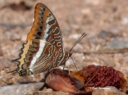 Two-tailed-Pasha-butterfly-Charaxes-jasius-2690