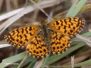 Weaver's-Fritillary-butterfly-Clossiana-dia-Spain-2738