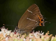 Female White-letter Hairstreak butterfly (Satyrium w-album) 4-7-06 ©