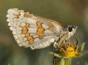 Yellow-banded-Skipper-butterfly-Pyrgus-sidae-Spain © P Browning