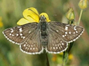 Yellow-banded-Skipper-butterfly-Pyrgus-sidae-female - Spain © P Browning