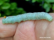 Abbott's Sphinx mid instar caterpillar (Sphecodina abbottii)  US photo Jean Parnell