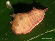 Smaller Parasa caterpillar (Parasa chloris) photo Aiden Hall