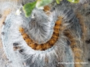 Southwestern Tent caterpillar Moth (Malacosoma incurva) New Mexico US photo Saginaw