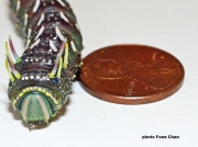 Syssphinx hubbardi caterpillar