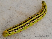 White Lined Sphinx caterpillar (Hyles lineata) Arizona US photo Krista Butterfield