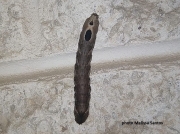 hermit-sphinx-caterpillar-Sphinx eremitus