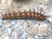 variegated-fritillary- butterfly-caterpillar (Euptoieta claudia)