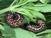 variegated-fritillary-caterpillars-31520