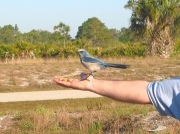 Florida Scrub-jay (Aphelocoma coerulescens) © Claire Ogden
