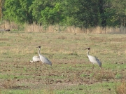 Brolga (Grus rubicunda)