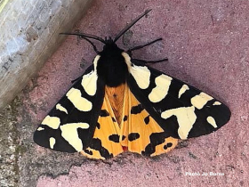 Arctia konewkaii sighting from south coast of Spain