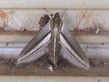 impatiens_hawk_moth_1722