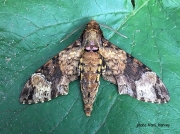 Coelonia fulvinotata Fulvous Hawkmoth Zambia photo Mark Harvey