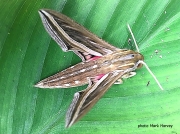 Hippotion celerio, Silver Striped Hawkmoth, Zambia photo Mark Harvey