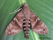 Nephele peneus Hawkmoth Zambia photo Mark Harvey
