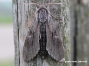 Pine-Hawkmoth (Hyloicus pinastri).