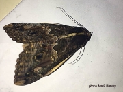 Sundowner moth, Sphingomorpha chlorea, Zambia photo Mark Harvey