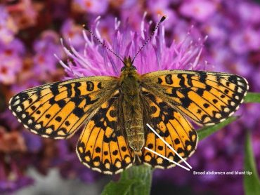 What’s the difference between Pearl-bordered Fritillary and Small Pearl-bordered Fritillary butterflies?