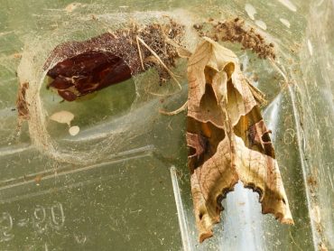 Emerging Angle Shades moth (Phlogophora meticulosa)