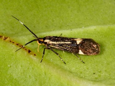 Esperia sulphurella is a tiny moth with long antennae