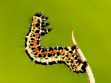Magpie Moth Caterpillar on silk thread
