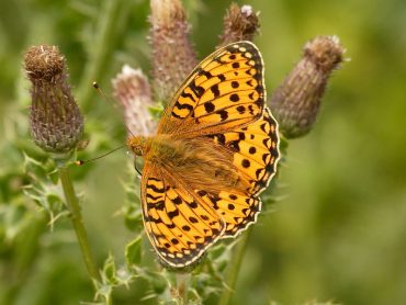 Identification of the male and female Dark Green Fritillary Butterfly
