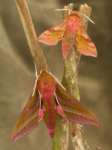 Identification of the Elephant Hawk-moth and Small Elephant Hawk-moth