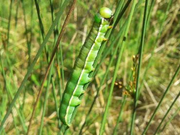 Caterpillars of the Red Sword- grass moth, Xylena vetusta