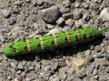 Large green caterpillar sighting