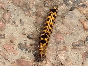 Seychelles caterpillar infestation