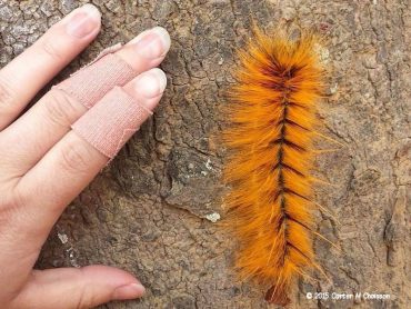 African hairy caterpillar