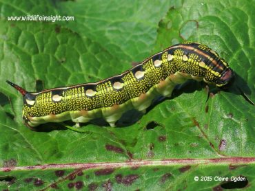 Striped Hawk-moth caterpillar on the Roseland in Cornwall