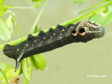 What is the most common garden caterpillar in the UK?