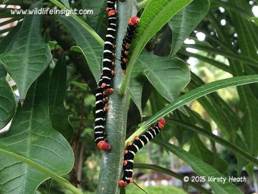 Black and white striped caterpillar