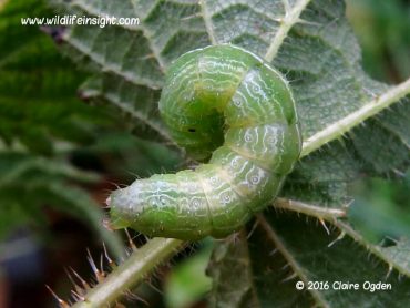 Overwintering migrant butterfly and moth caterpillars in Cornwall