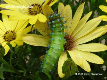 Worldwide caterpillar sightings news.