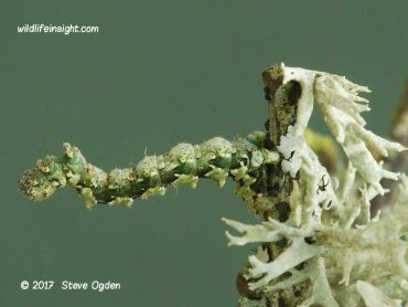 Caterpillars on lichen