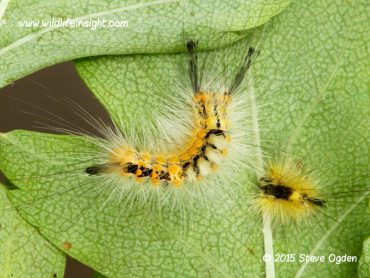 Commonly sighted garden catepillars