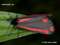 Cinnabar Moth (Tyria jacobaeae)