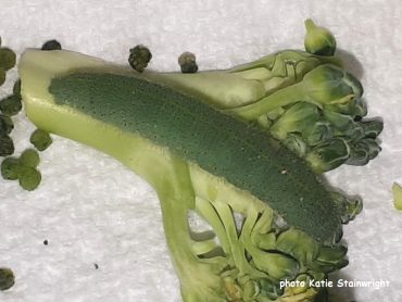 Green caterpillar on broccoli from Spain