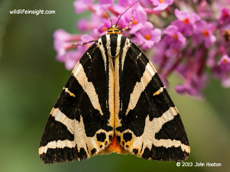 Jersey Tiger Moth And Caterpillar Euplagia Quadripunctaria Wildlife