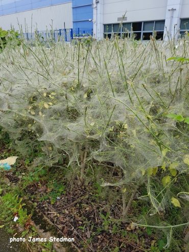 Extensive webs of tiny caterpillars in hedges and trees