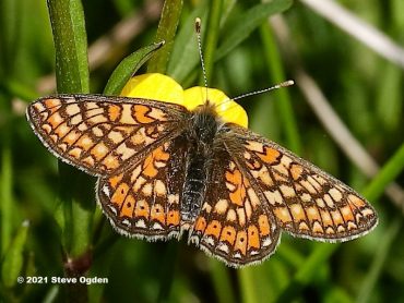 Marsh Fritillary butterfly success story